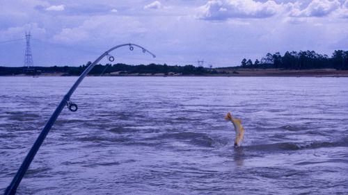 Bird swimming in sea