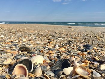 Surface level of shells on beach against sky