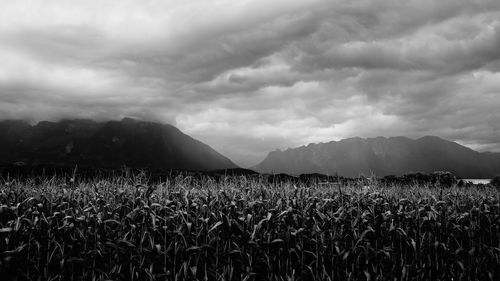 Scenic view of agricultural field against sky