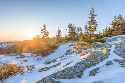 Trees on snow covered landscape against clear sky