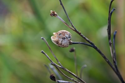 Close-up of lizard on plant