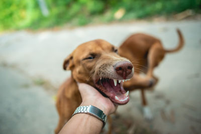 Close-up of hand holding dog