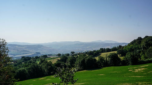 Scenic view of field against clear sky