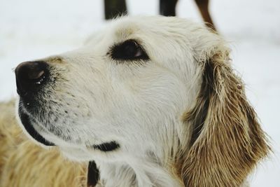 Close-up of dog