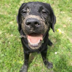 Portrait of black dog on field