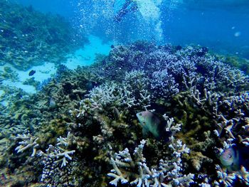 Fish swimming in sea