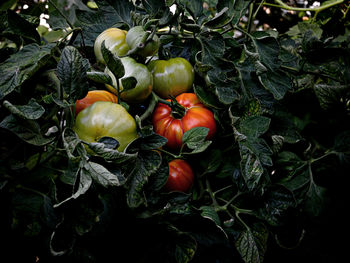 Close-up of tomatoes growing in vegetable garden