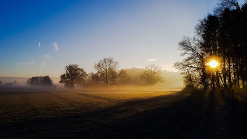 Trees on field against sky during sunrise