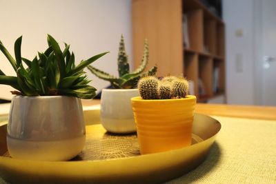 Close-up of potted plant on table at home