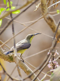 Indian sunbird, small bird, female sunbird, beautiful bird.