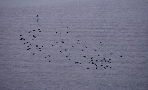 Flock of birds flying over lake against sky