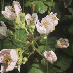 Close-up of white flowers