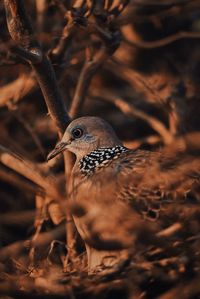 Close-up of a bird on field