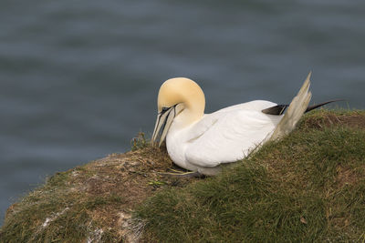 High angle view of bird in lake