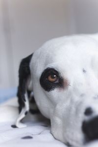 Close-up portrait of dog