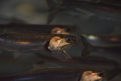 Close-up of fish swimming in sea