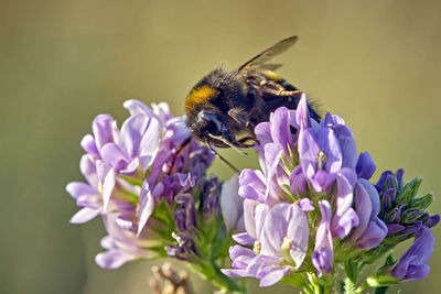 Close-up of bee pollinating on purple flower