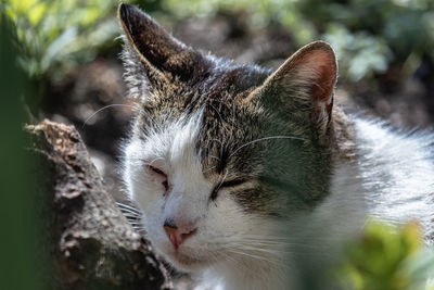 Close-up of cat