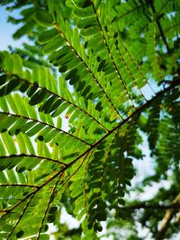 Low angle view of leaves on tree