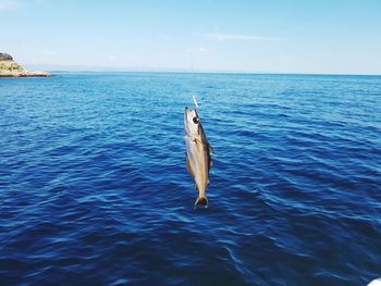 View of fish in sea against sky