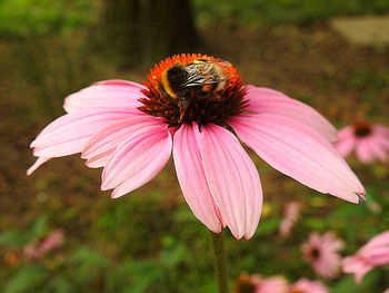 Close-up of insect on pink flower