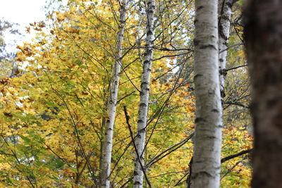 Low angle view of trees in forest
