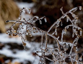 Branches and ice