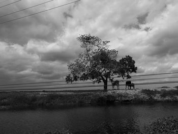 Lone tree on calm sea against cloudy sky