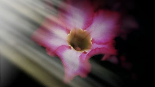 Close-up of pink flower blooming outdoors