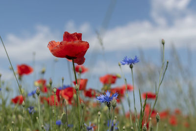 Close-up of red poppy flowers on field against sky