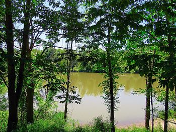 Trees by lake in forest