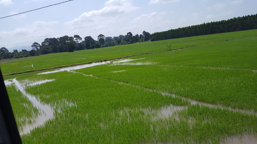 Scenic view of agricultural field against sky