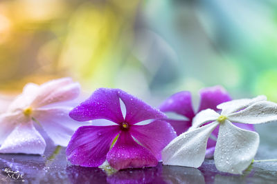 Close-up of purple flowering plant