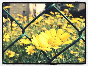 Close-up of yellow flower