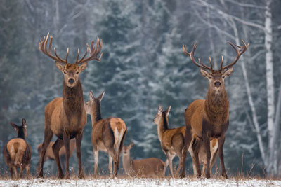 Portrait of deer standing on field during winter