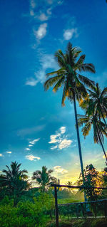 Palm trees on beach against blue sky