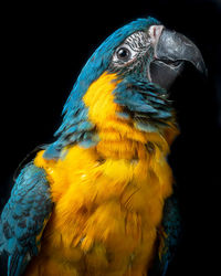 Close-up of parrot 