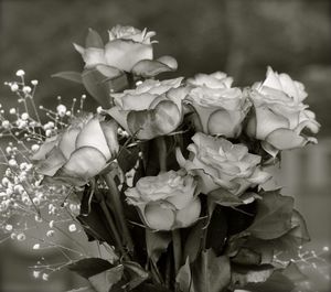 Close-up of flowers blooming outdoors