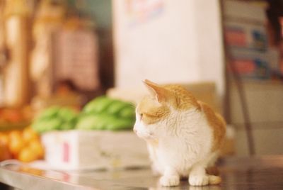 Close-up of cat on balcony