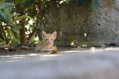 Portrait of cat sitting outdoors