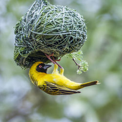 Close-up of bird on nest