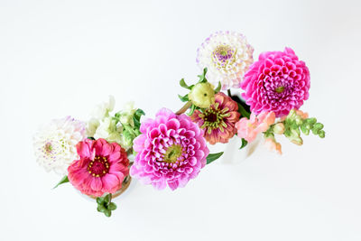 Close-up of pink flowers against white background