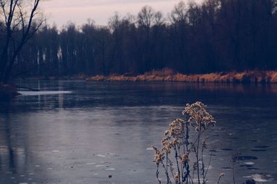 Bare trees by lake against sky