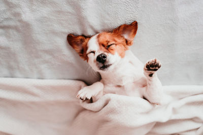 Close-up of dog sleeping on bed at home