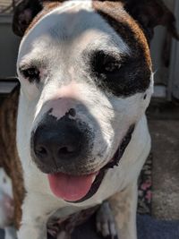 Close-up portrait of a dog