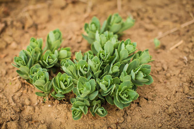 High angle view of vegetables on field