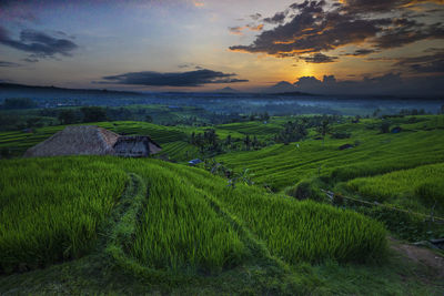 Scenic view of rice paddy against sky during sunset