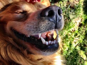 Close-up portrait of dog