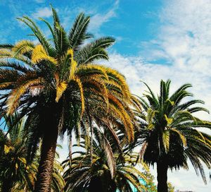 Low angle view of palm trees against sky