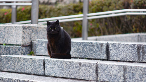 Portrait of cat sitting on retaining wall